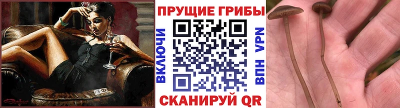 Псилоцибиновые грибы мицелий  продажа наркотиков  Калач 